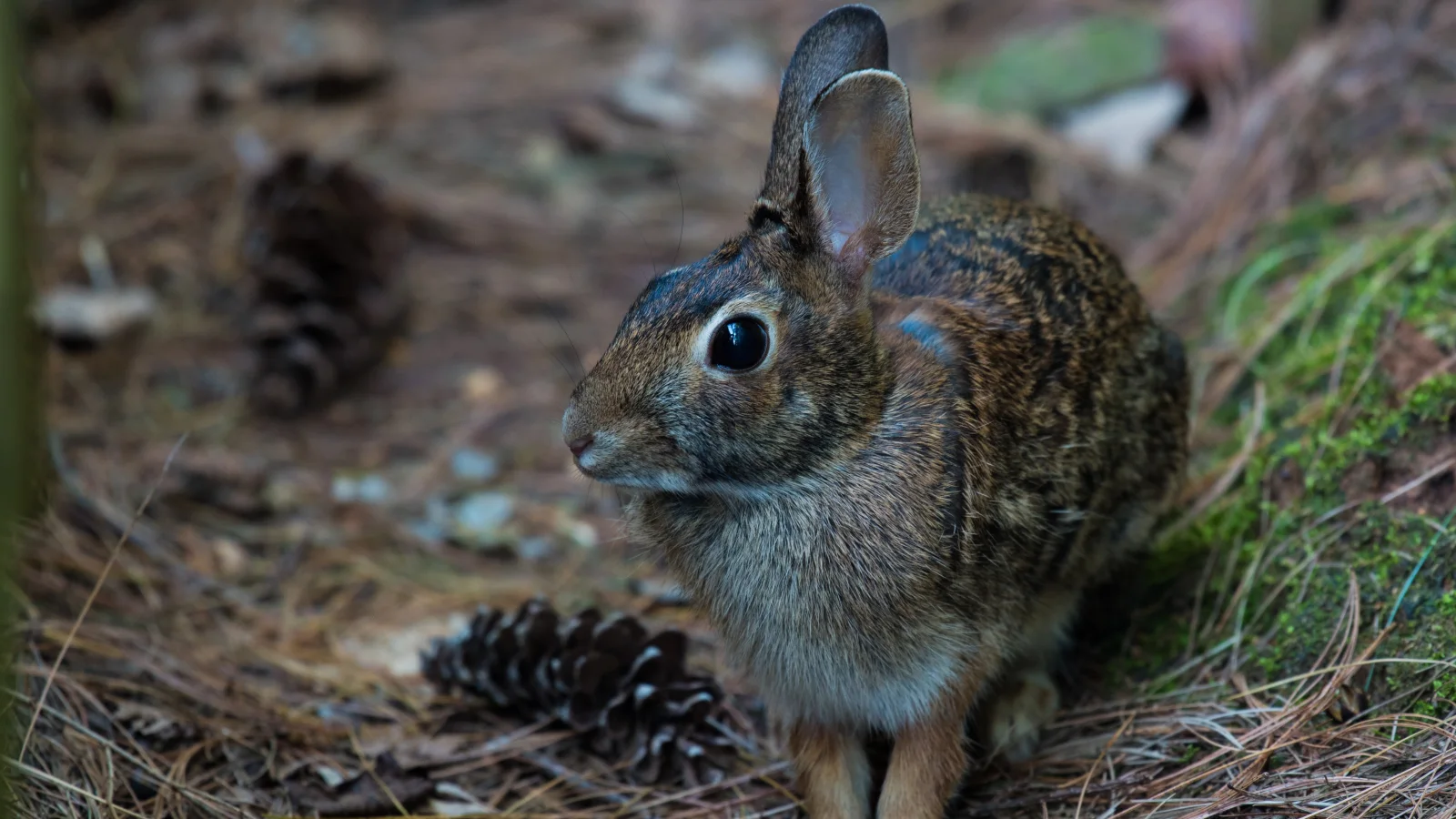 Grauer Hase sitzt im Gras