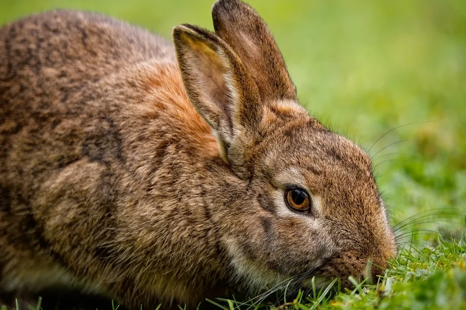 Grauer Kaninchen auf grünem Gras
