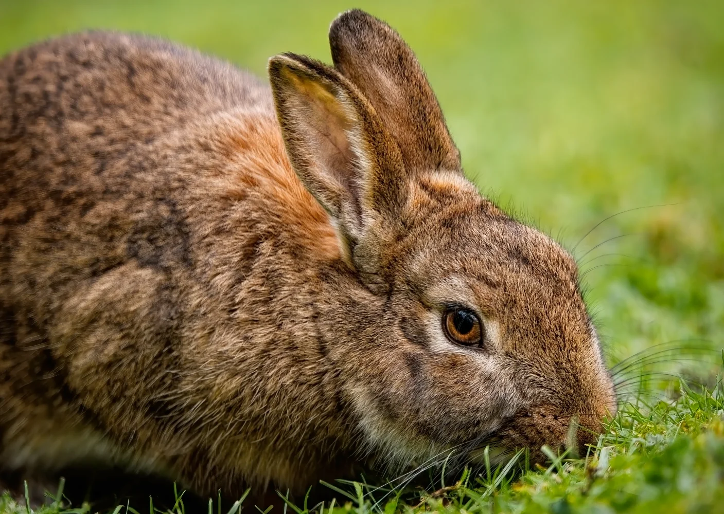 Grauer Kaninchen auf grünem Gras
