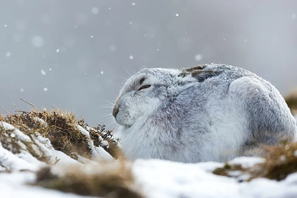 Grauer Kaninchen sitzt auf bedeckten Schnee Gras