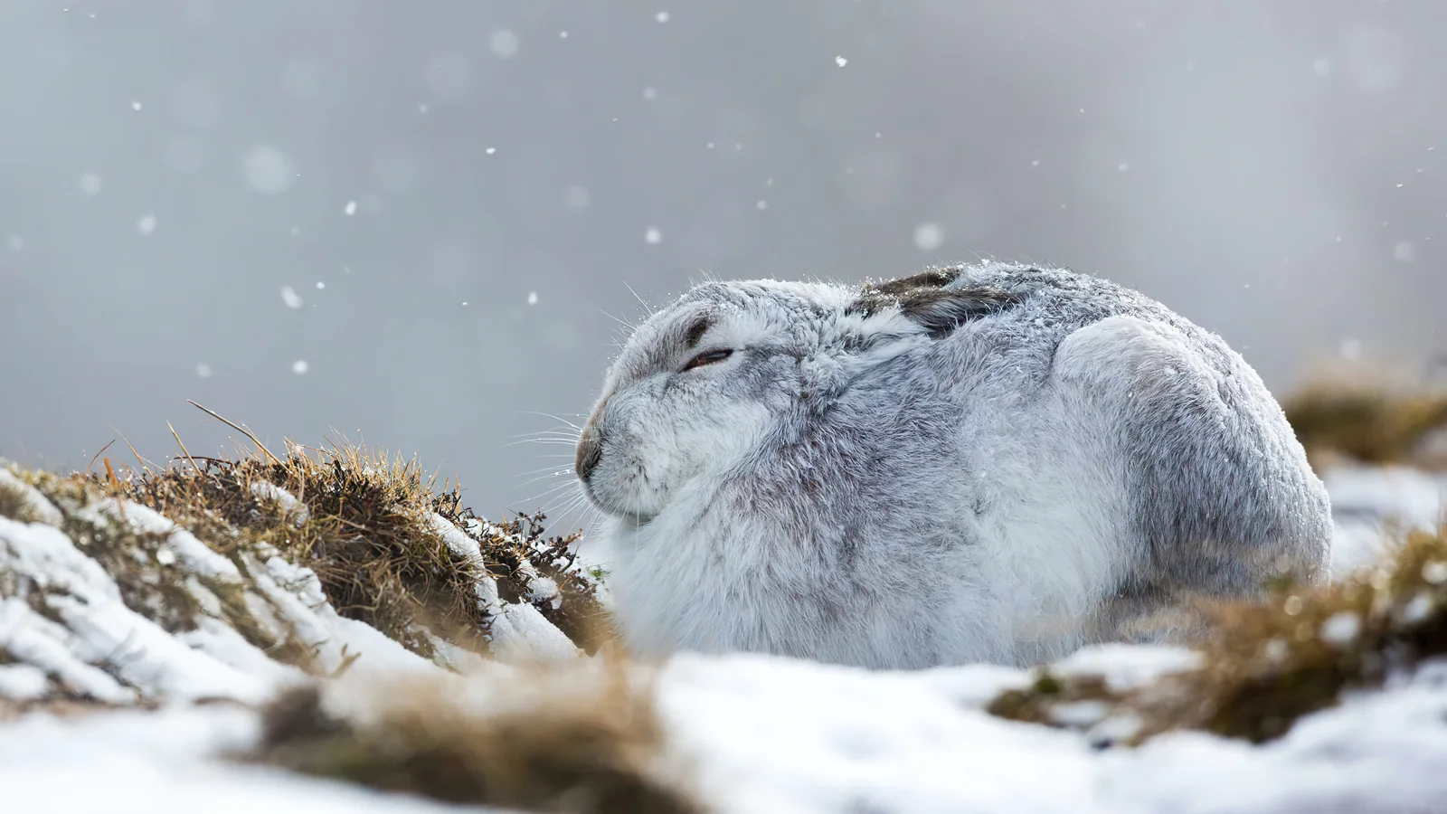 Grauer Kaninchen sitzt auf bedeckten Schnee Gras
