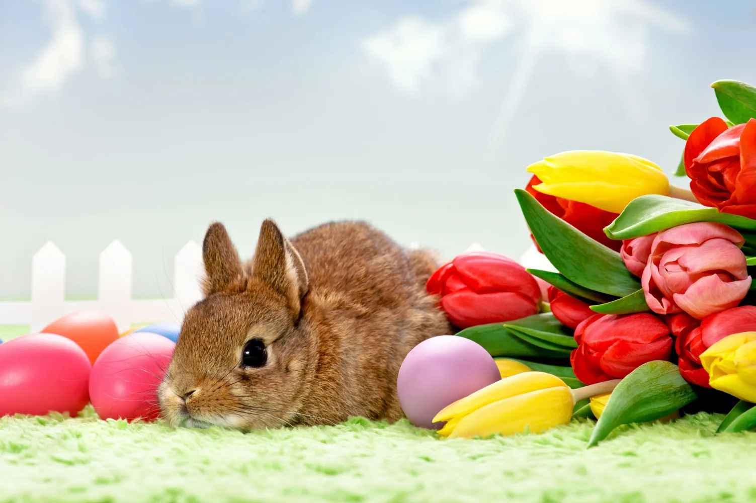 Grauer Zwergkaninchen mit einem Tulpenstrauß und Eiern