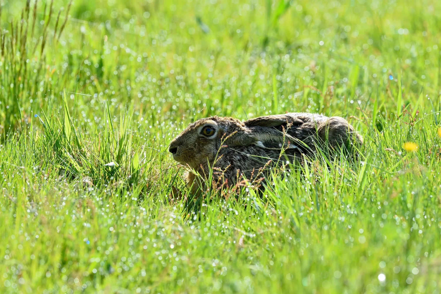 Grauer wilder Hase sitzt in grünen Gras