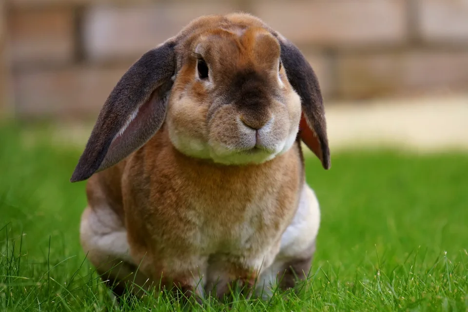 Großer Kaninchen sitzt auf grünem Gras