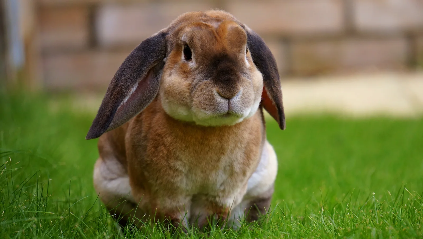 Großer Kaninchen sitzt auf grünem Gras