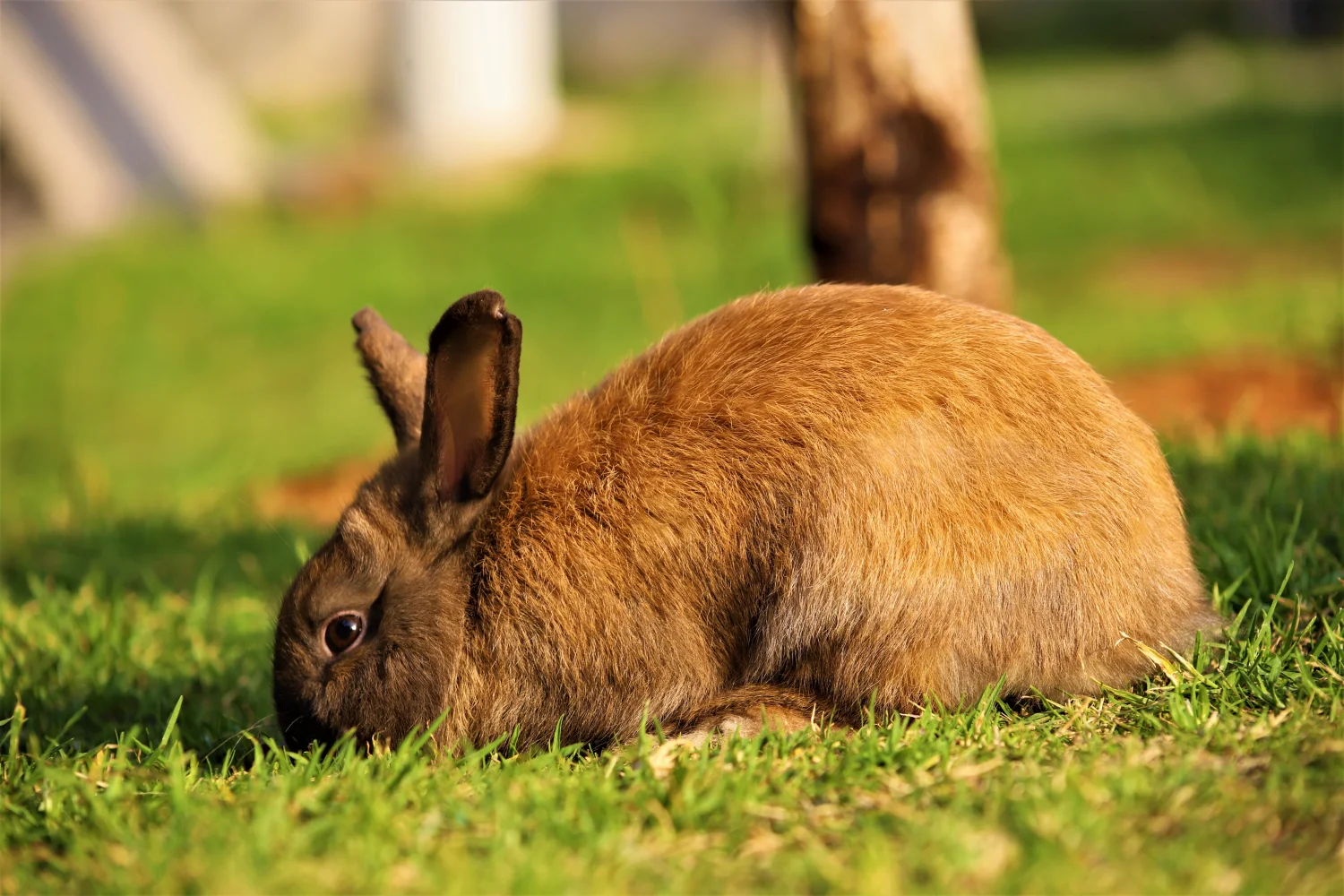 Großer Kaninchen weidet im Gras