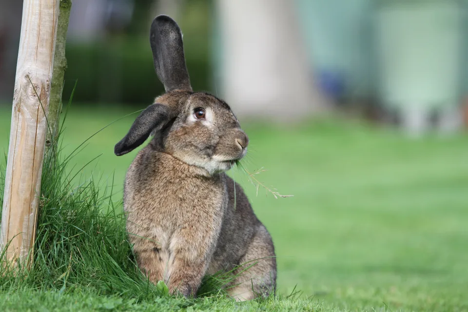 Großer flauschiger grauer Kaninchen im Gras