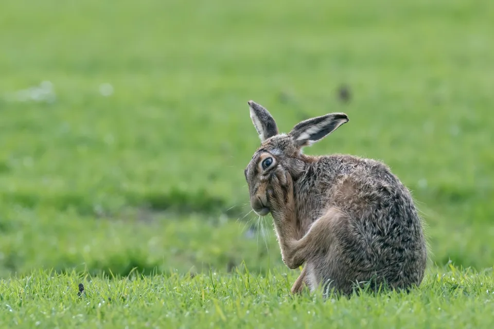 Großer grauer Hase auf grünem Gras