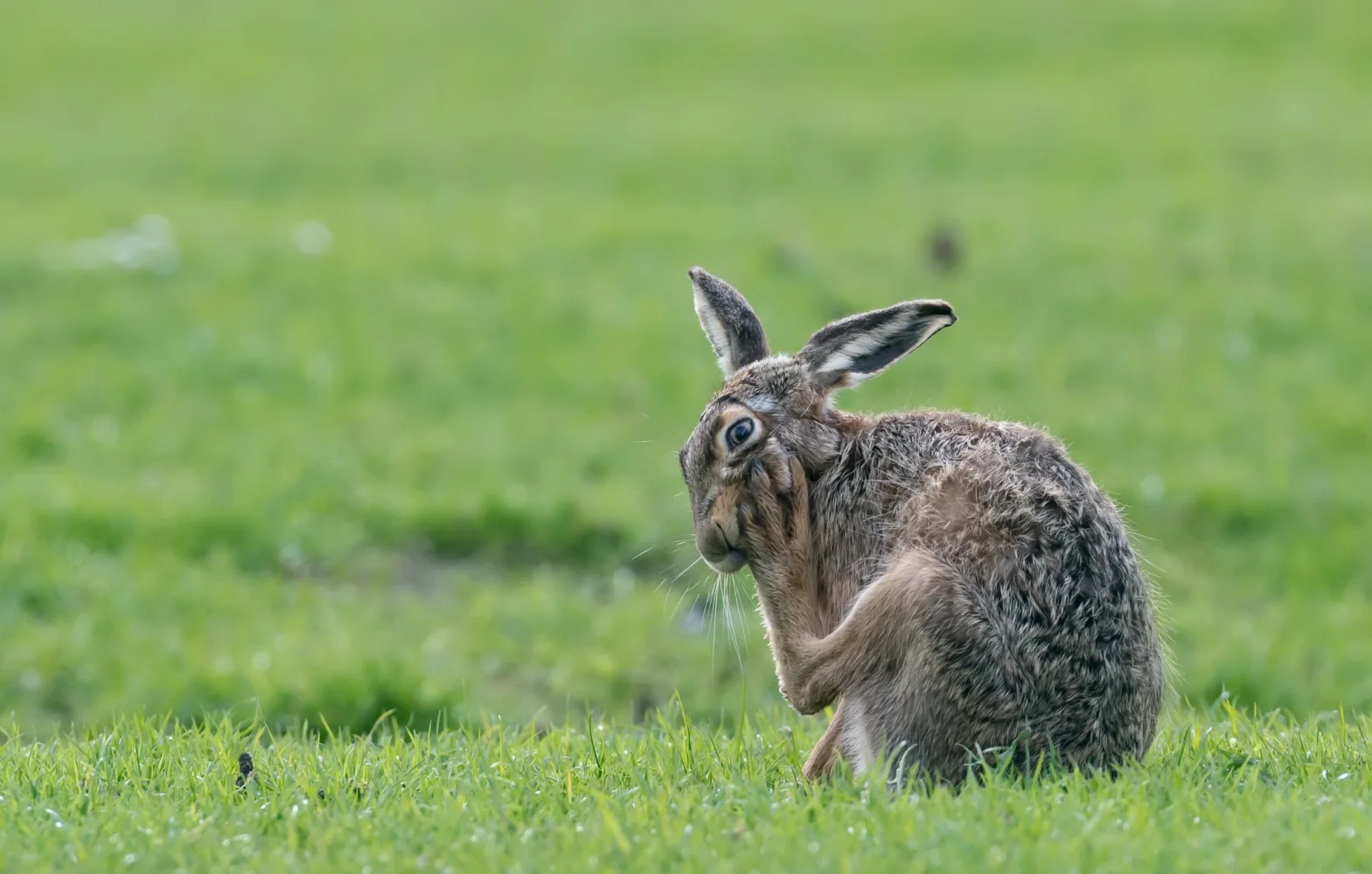 Großer grauer Hase auf grünem Gras