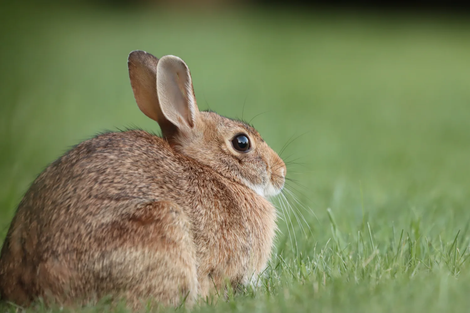 Großer grauer Hase im Gras