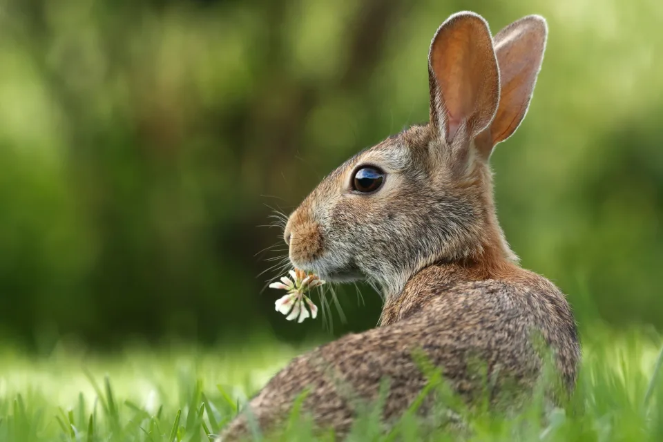 Großer grauer Hase in grünen Gras