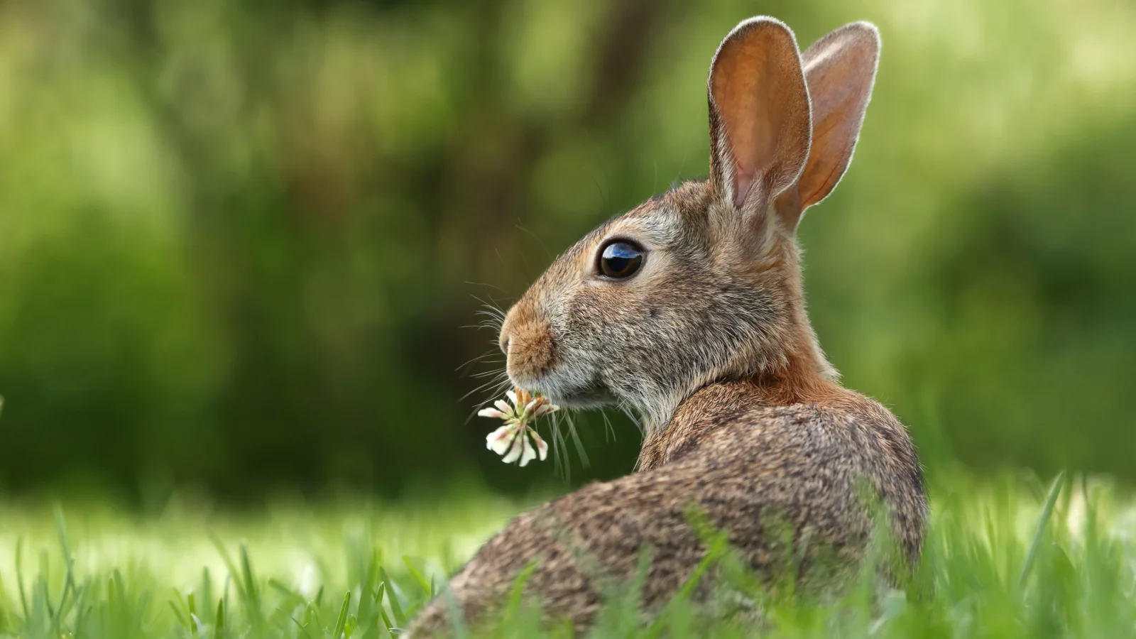 Großer grauer Hase in grünen Gras