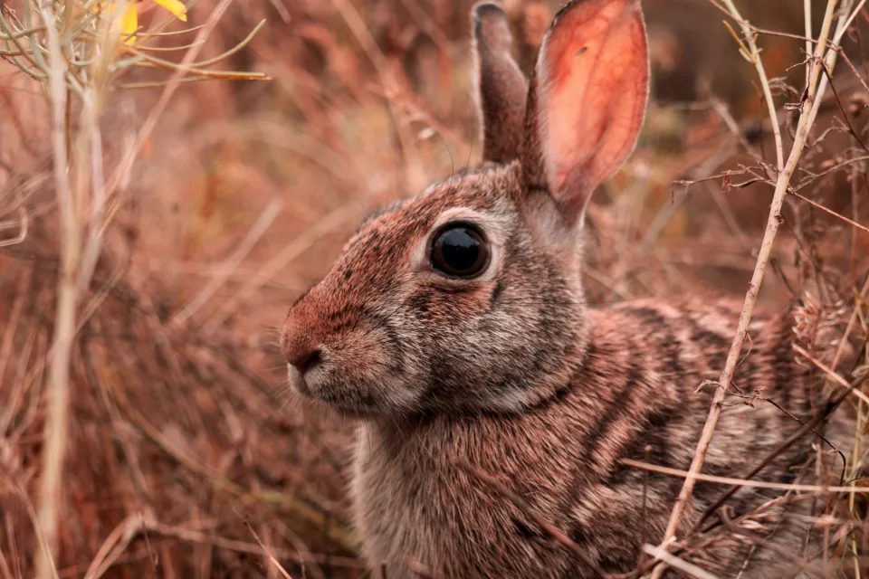 Großer grauer Hase sitzt im Gras