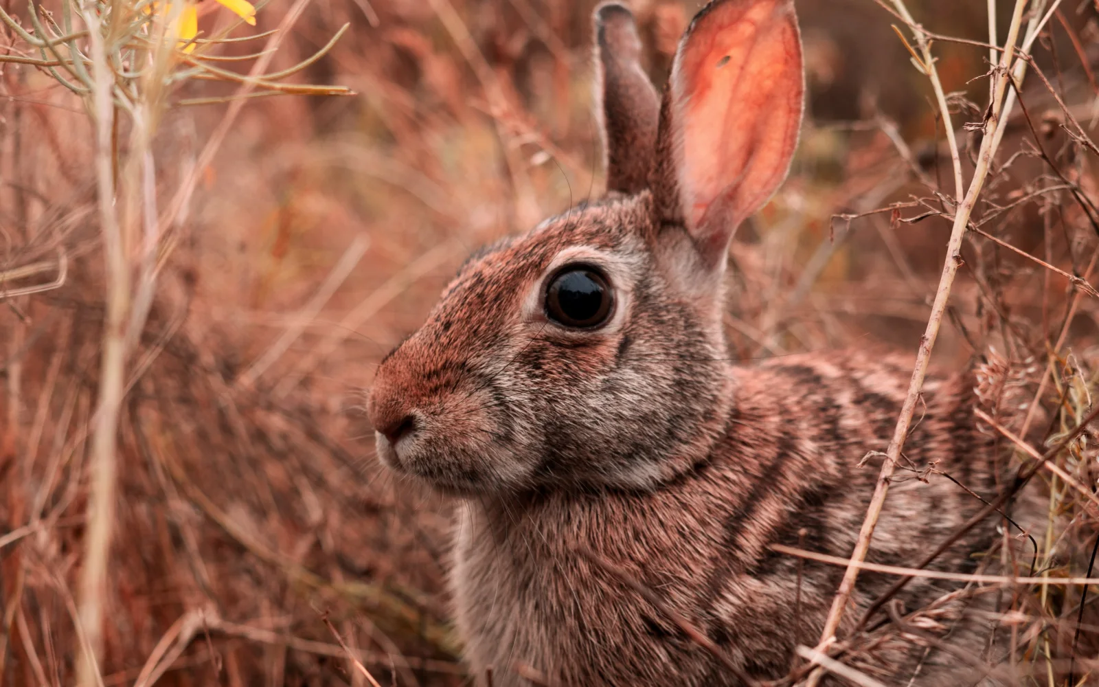 Großer grauer Hase sitzt im Gras