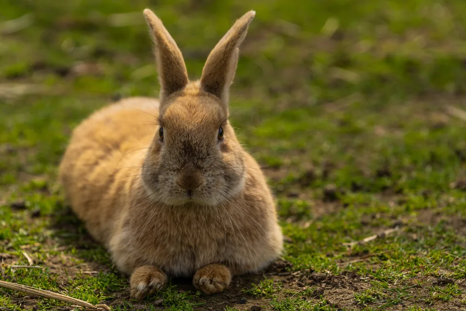Großer rothaariger Kaninchen liegt im Gras