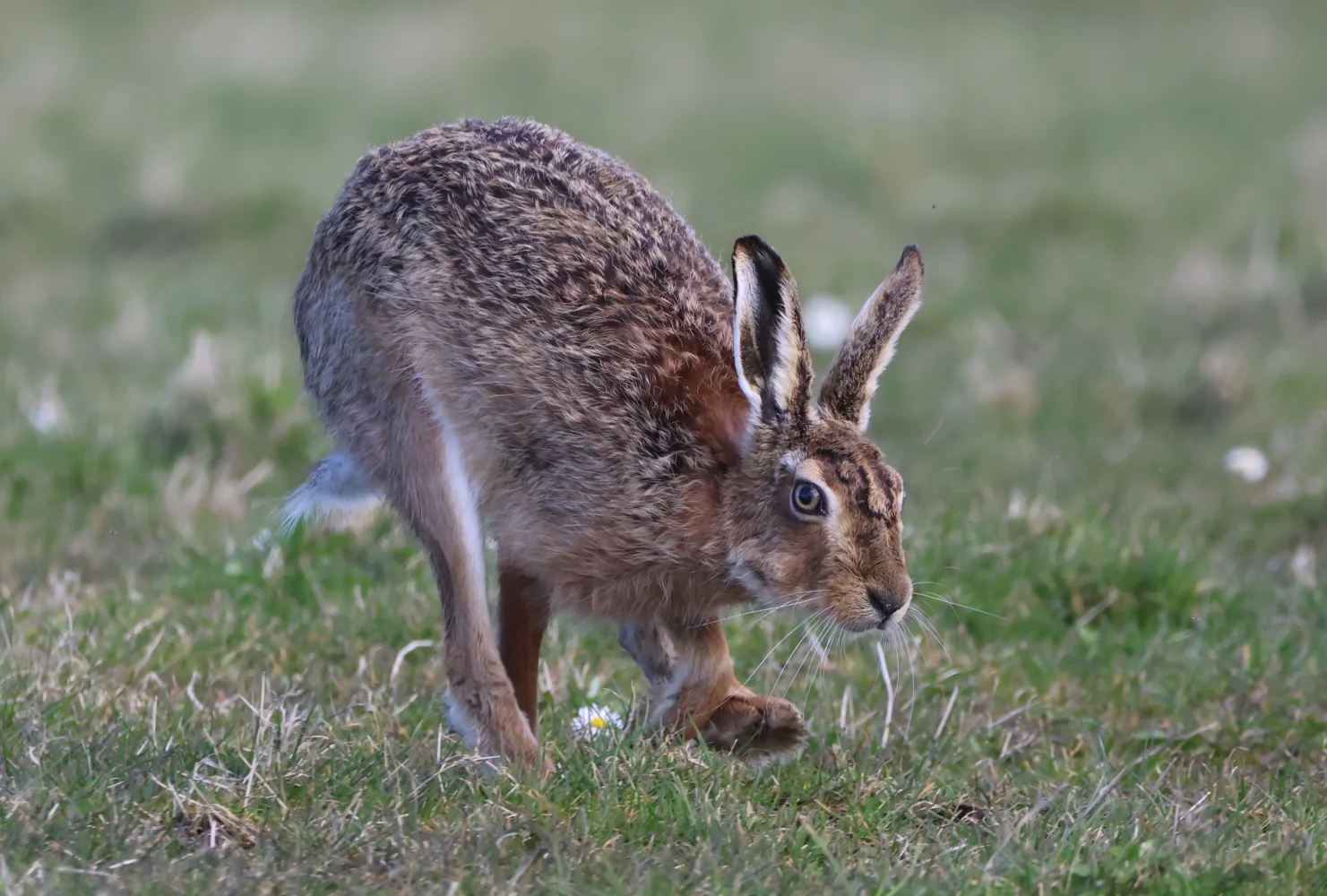 Großer wilder Hase auf grünem Gras
