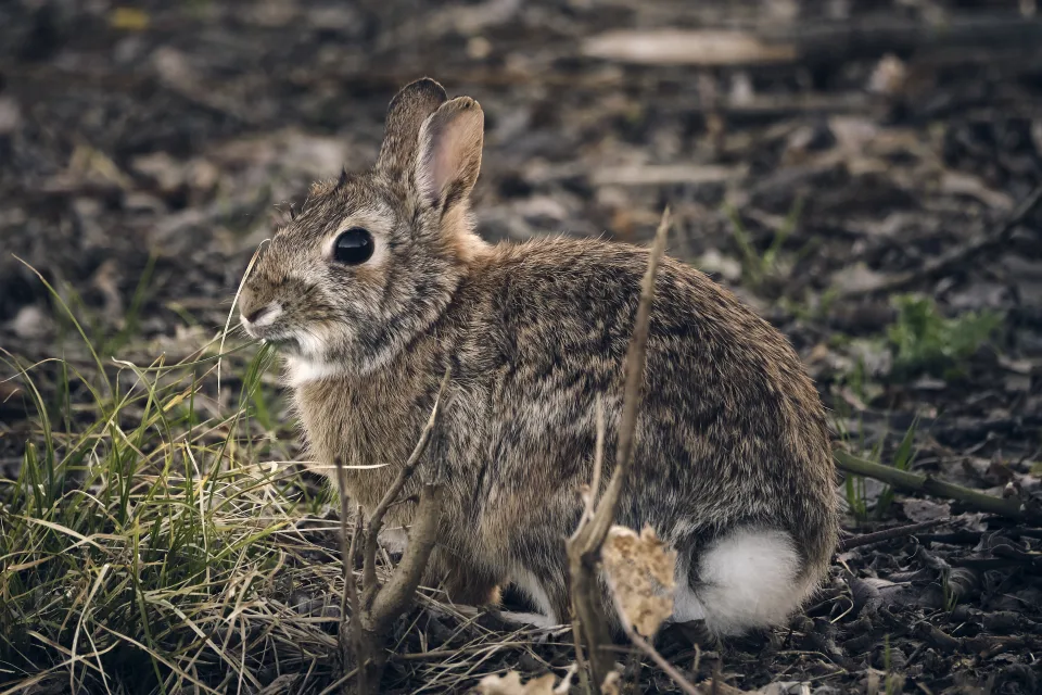 Großer wilder grauer Hase