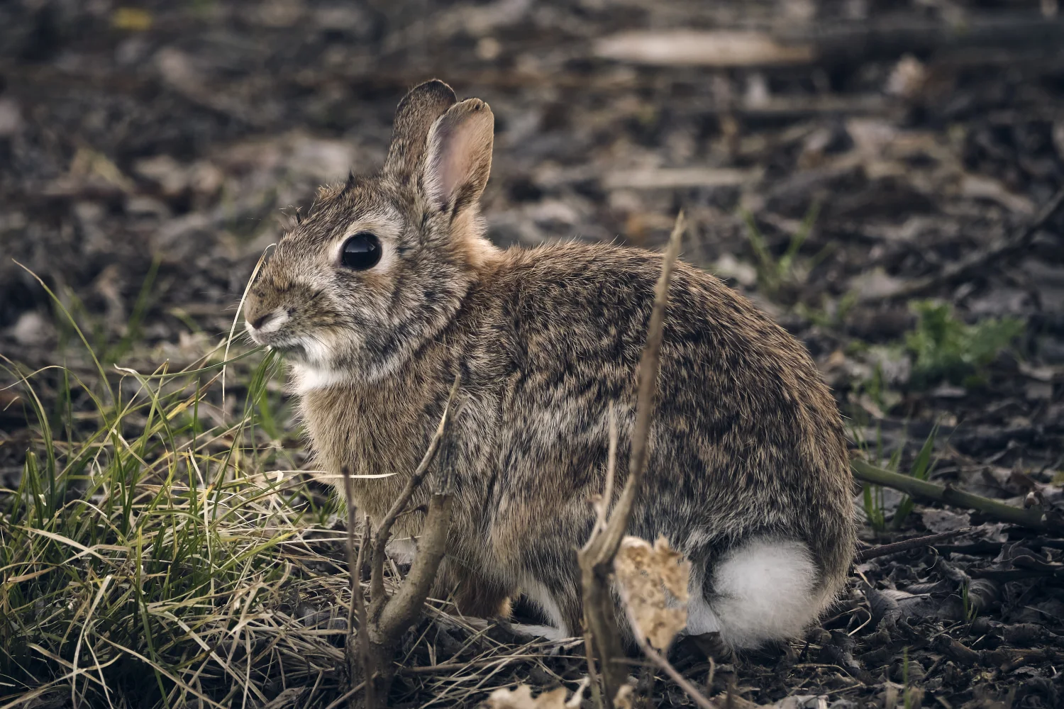 Großer wilder grauer Hase