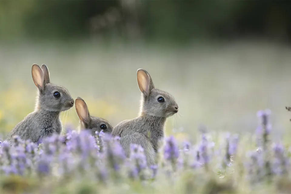Hase in Blume