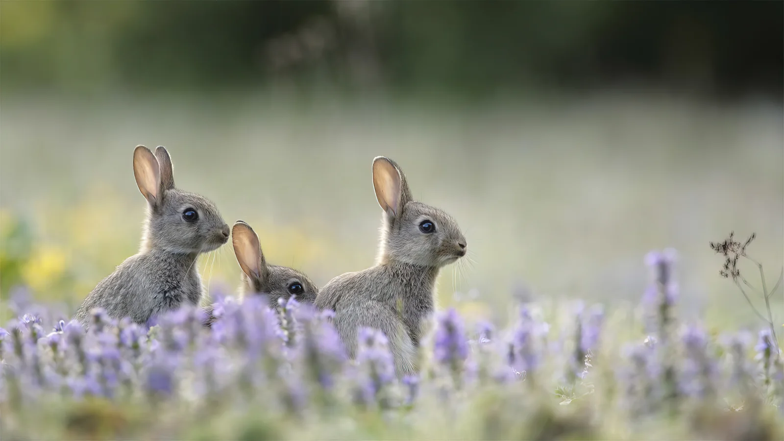 Hase in Blume