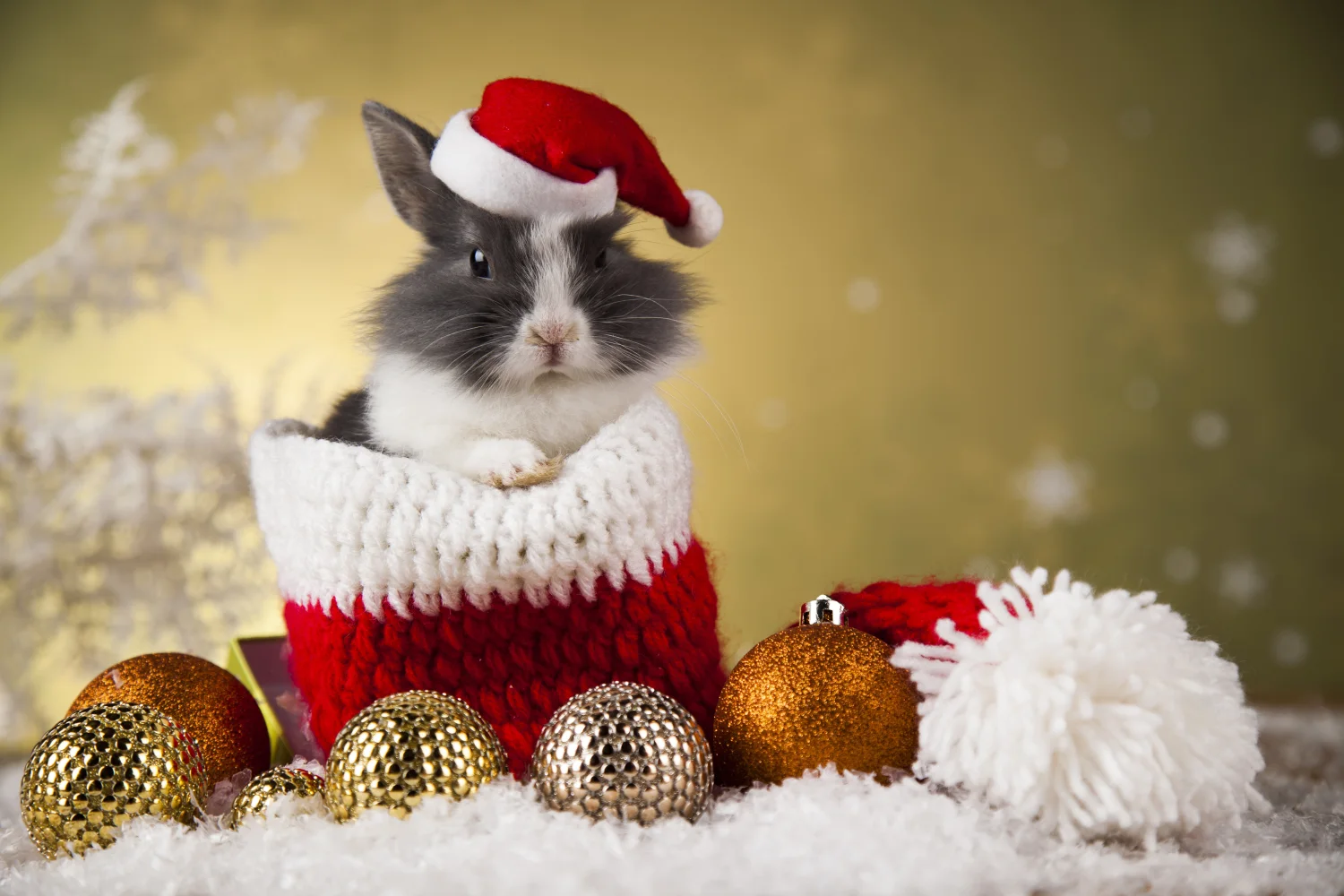 Kaninchen mit Weihnachtsmütze und