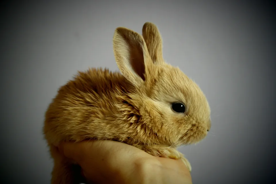 Kleiner Zwergkaninchen auf Hand