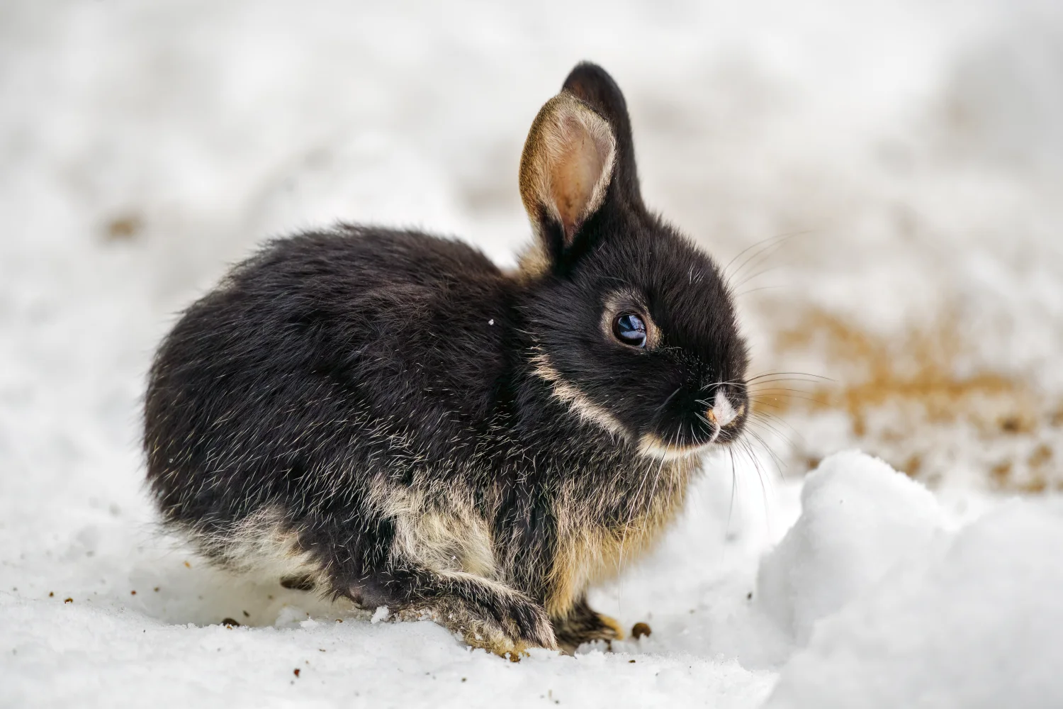 Kleiner schwarzer Kaninchen sitzt im Schnee