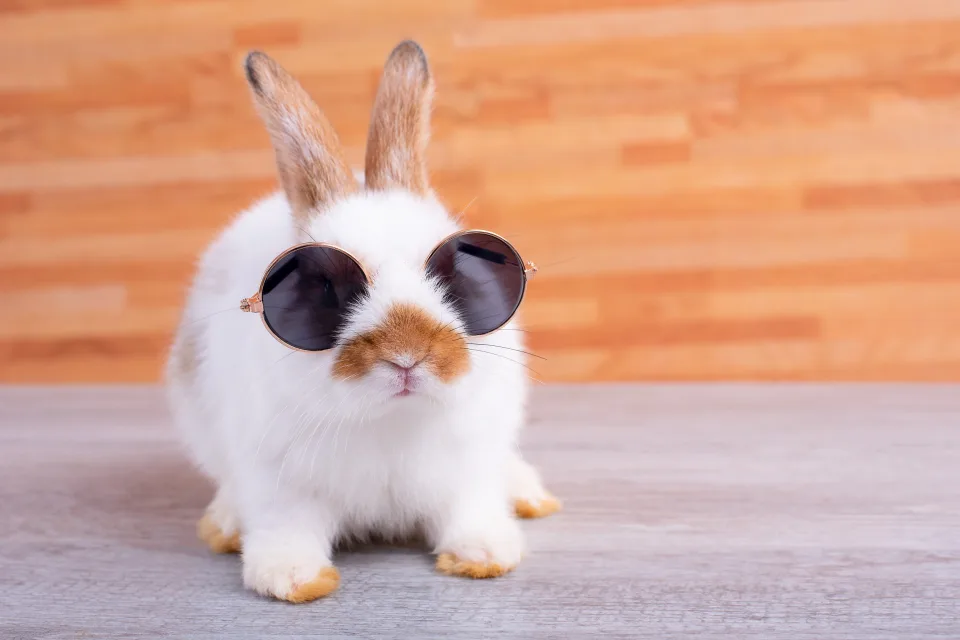 Lustiger Kaninchen in Brille