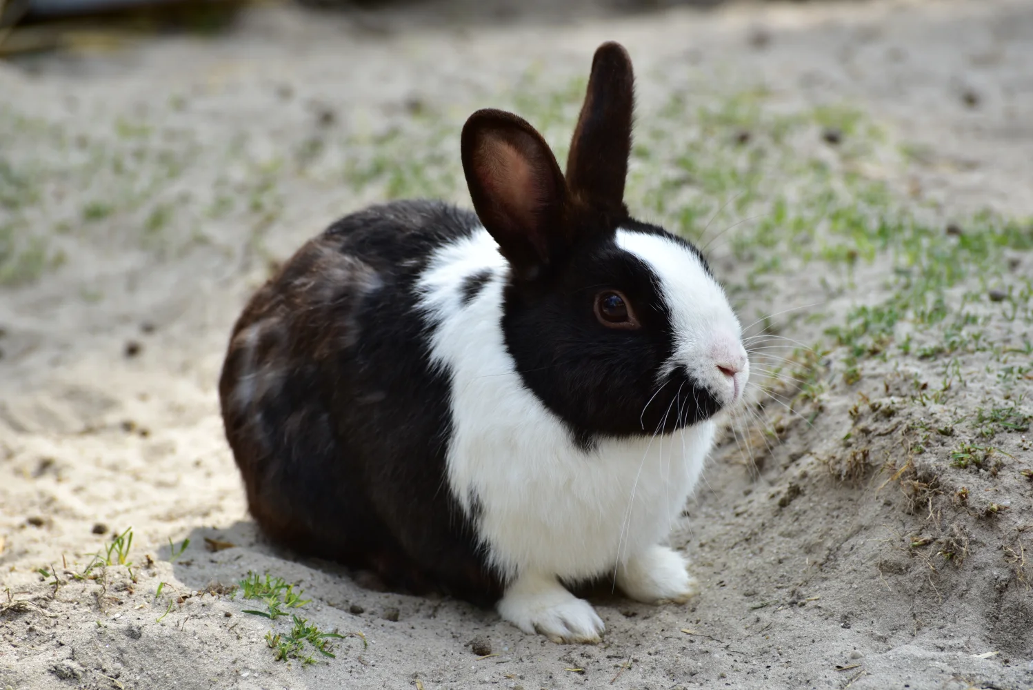 Schwarz Weiß Kaninchen sitzt im Sand