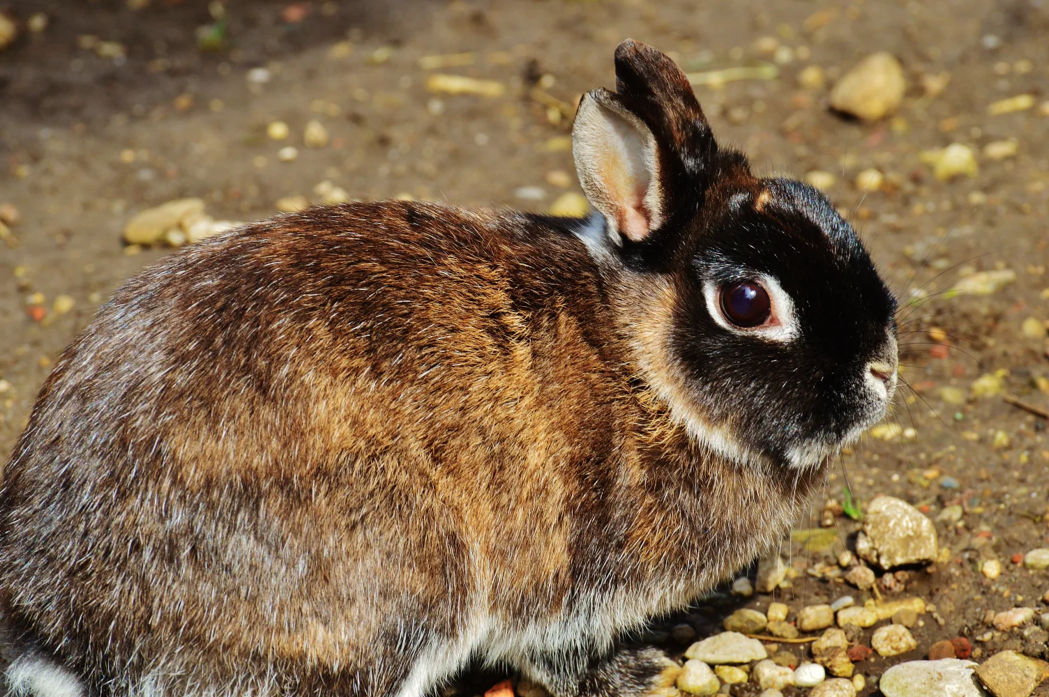 Schöner Kaninchen in Nahaufnahme