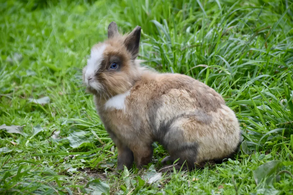 Schöner Zwergkaninchen auf grünem Gras