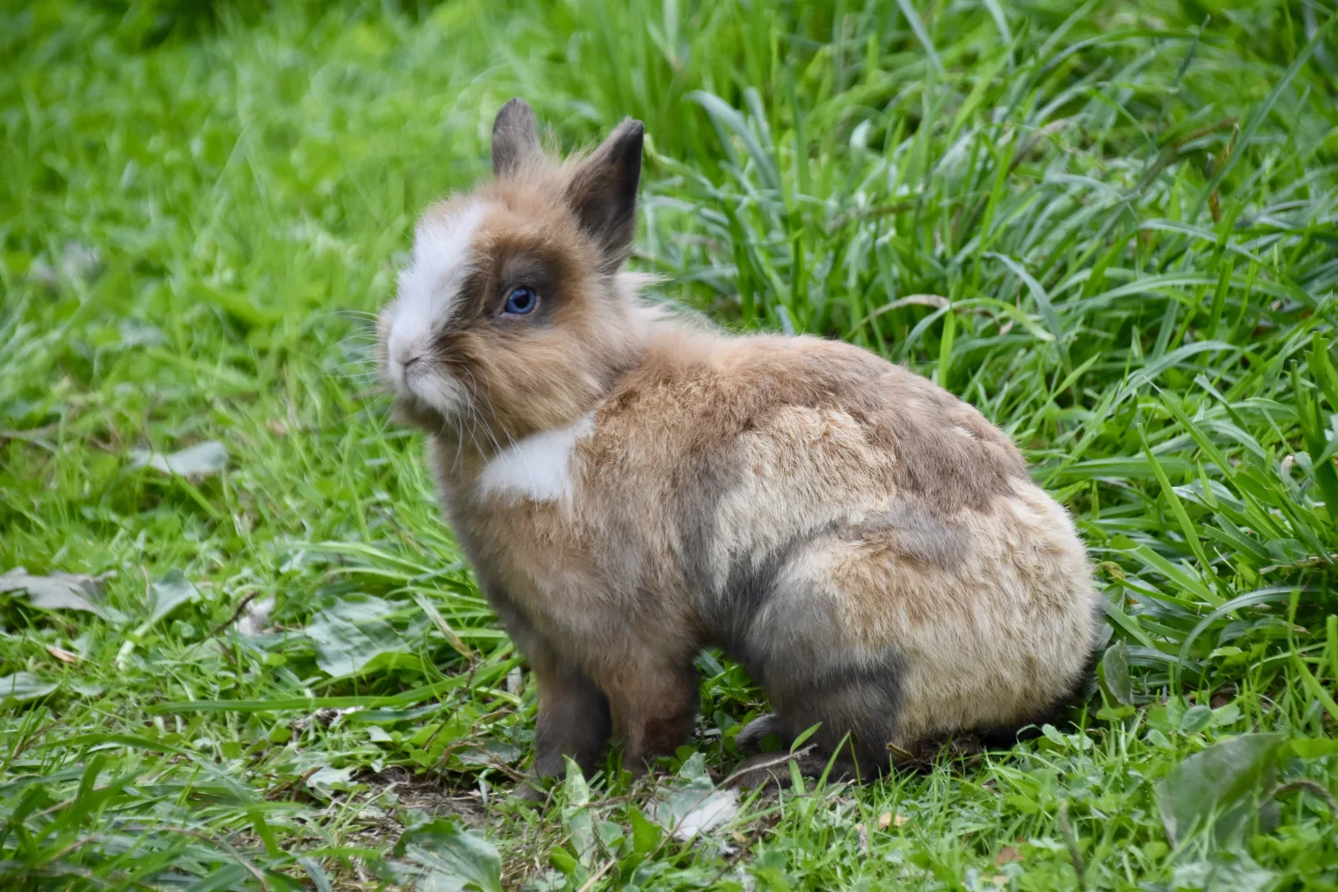 Schöner Zwergkaninchen auf grünem Gras