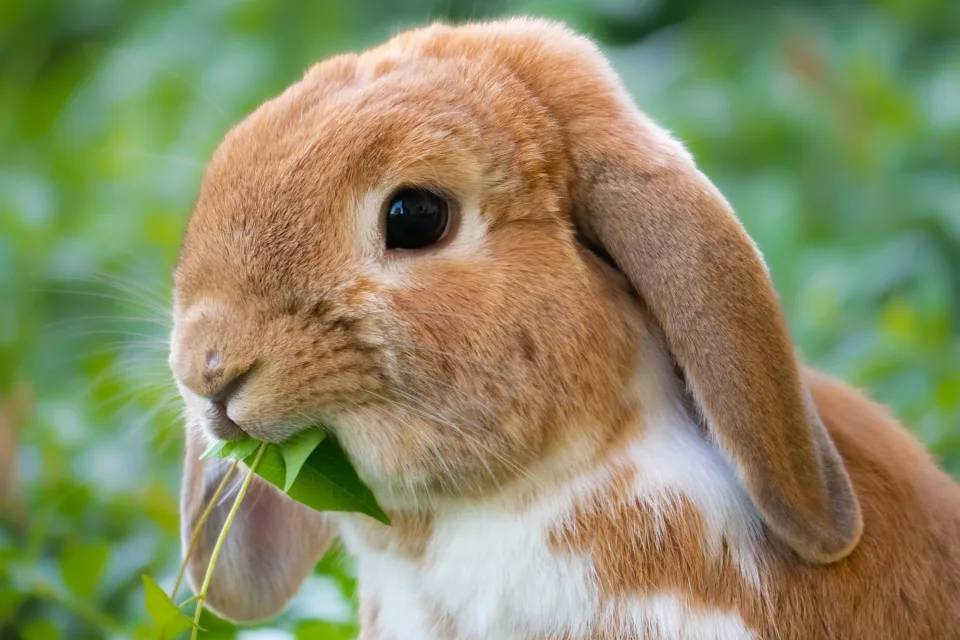 Schöner dekorativer brauner Kaninchen