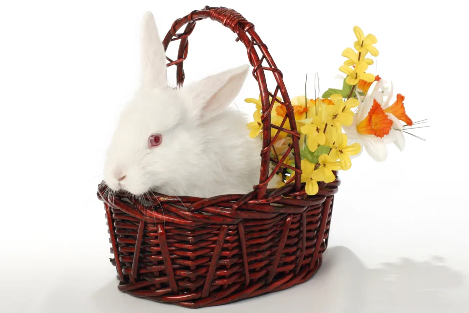 Weißer Kaninchen im Korb mit Blumen vor weißem Hintergrund