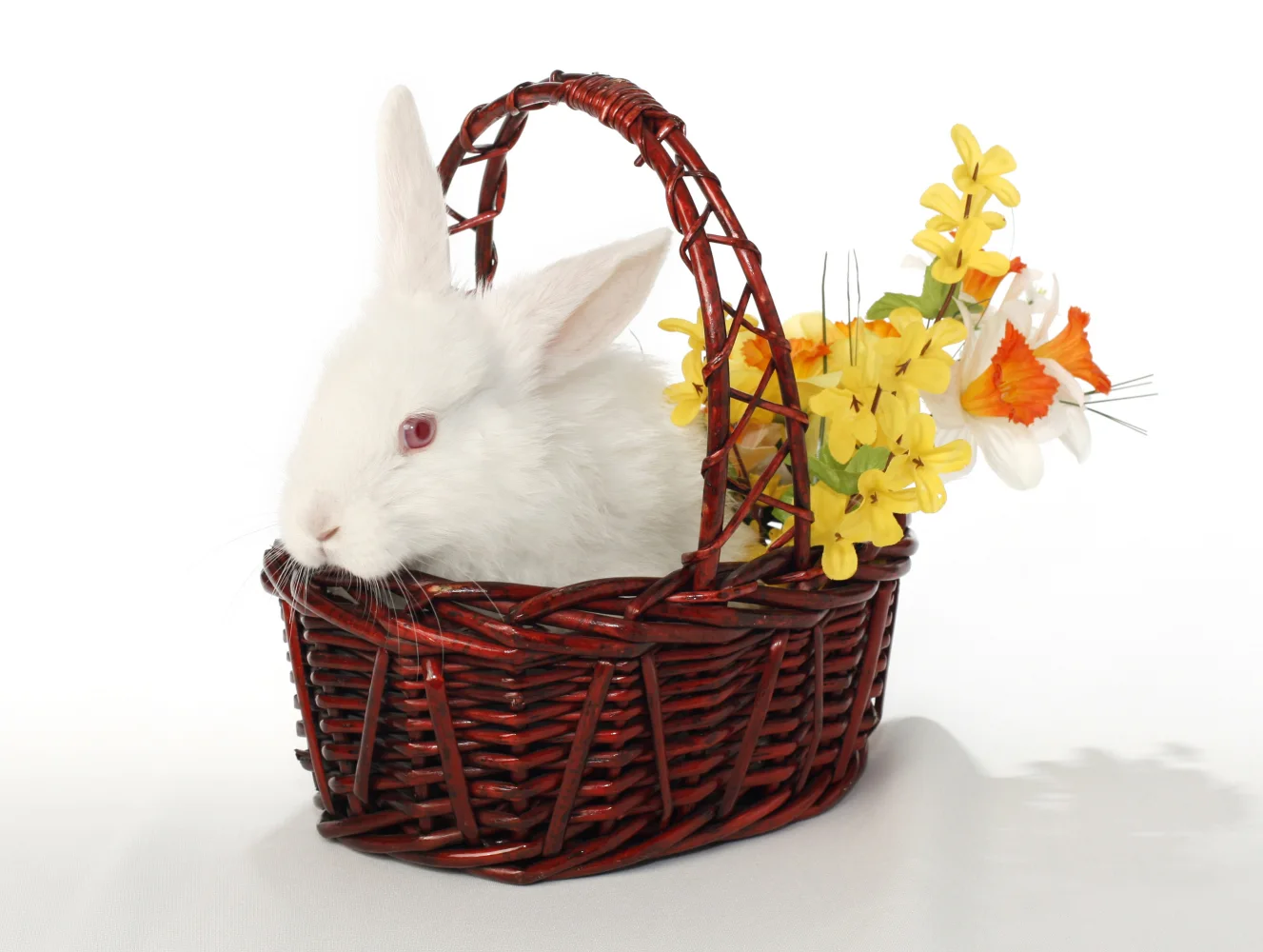 Weißer Kaninchen im Korb mit Blumen vor weißem Hintergrund