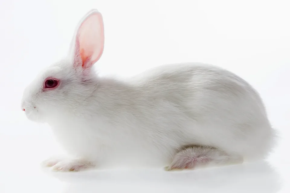 Weißer Kaninchen mit roten Augen vor weißem Hintergrund