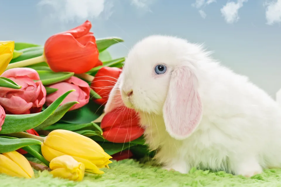 Weißer blauäugig Kaninchen mit einem Tulpenstrauß