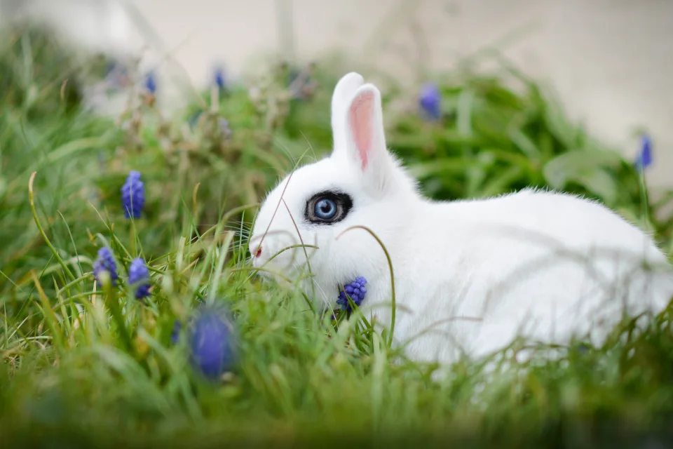 Weißer blauäugig Zwergkaninchen in grünen Gras