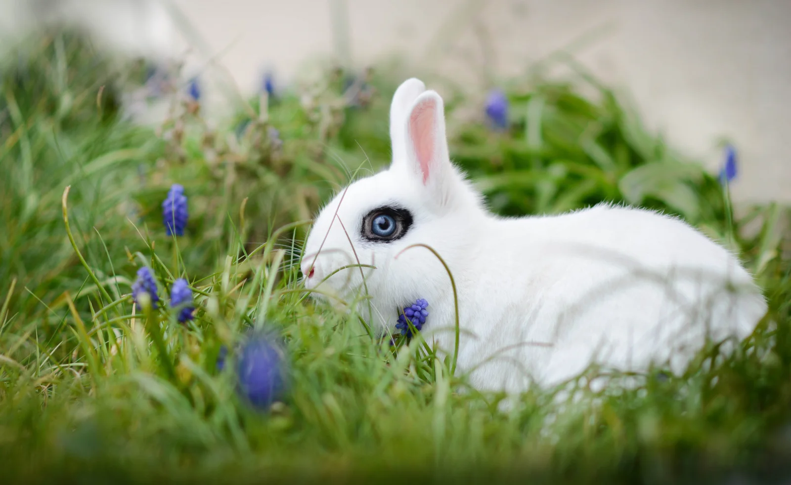 Weißer blauäugig Zwergkaninchen in grünen Gras