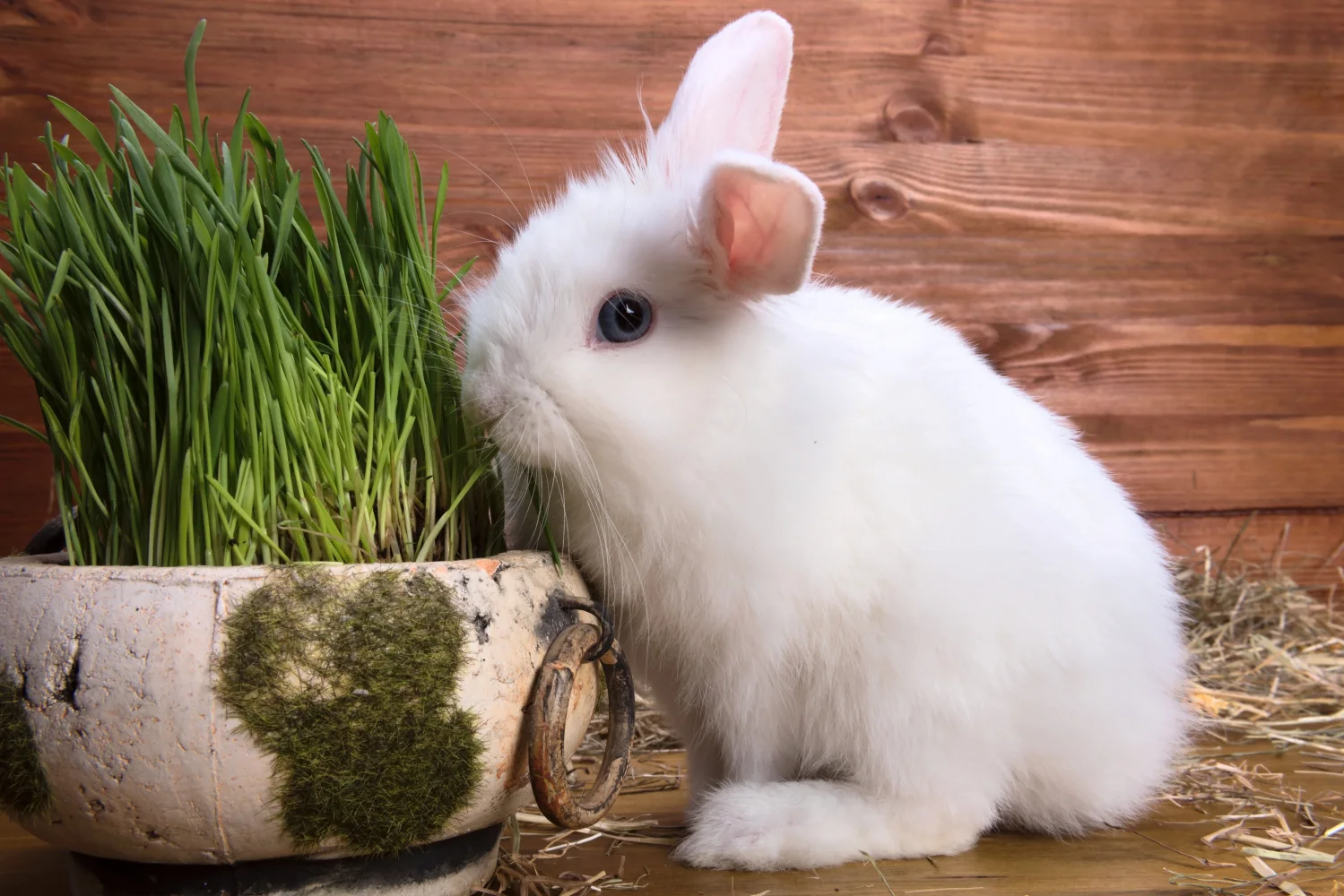 Weißer flauschiger Zwergkaninchen auf hölzernem Hintergrund
