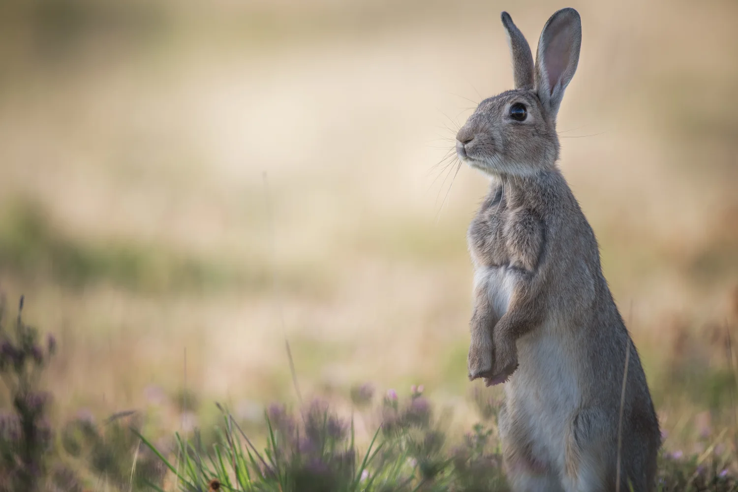 Wilder Wald Hase steht im Gras
