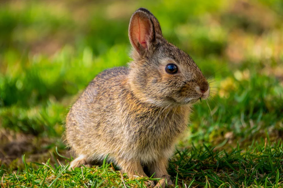 Wilder grauer Hase auf grünem Gras