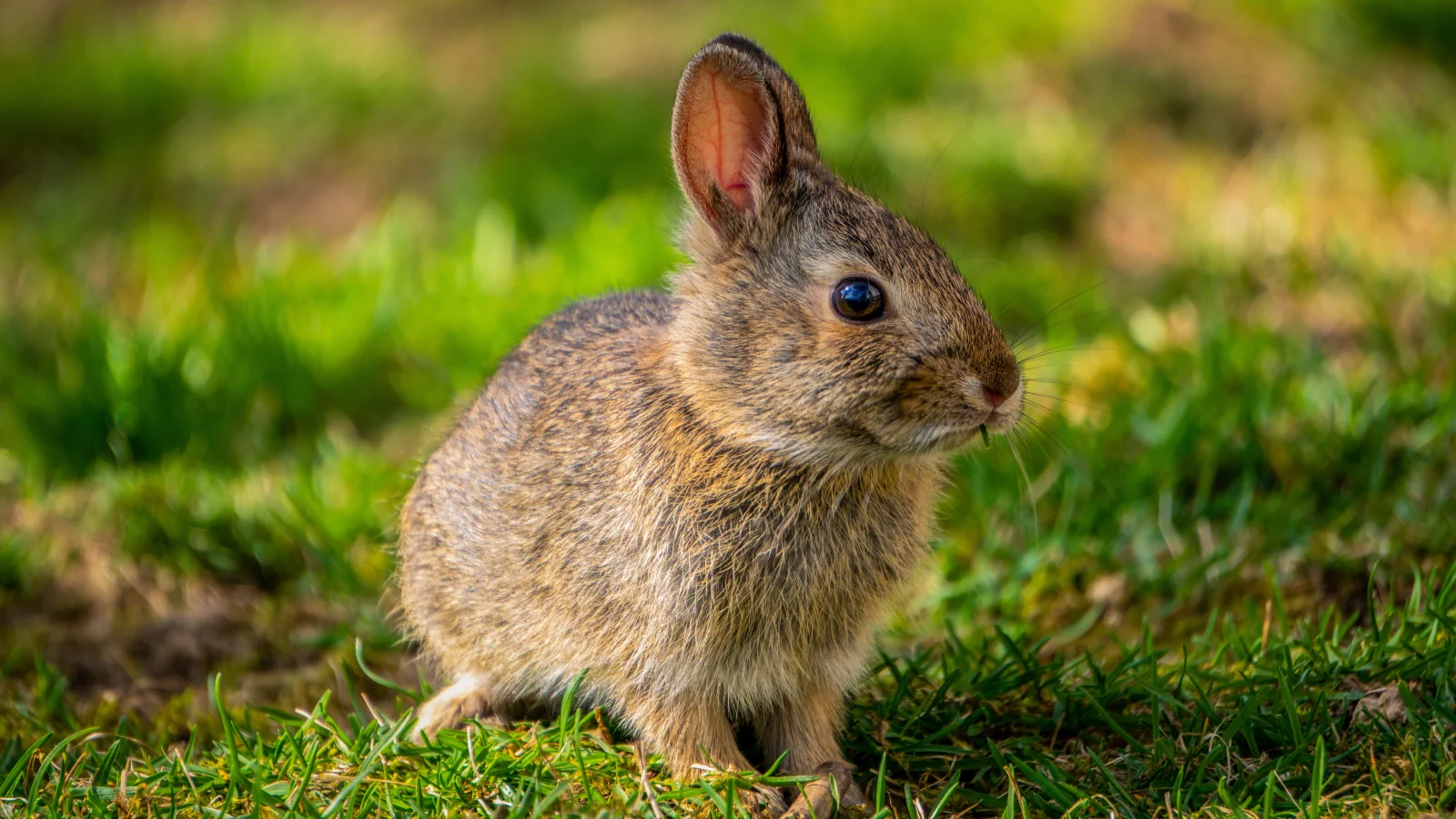Wilder grauer Hase auf grünem Gras