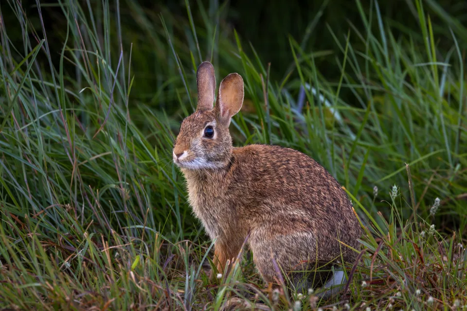 Wilder grauer Hase sitzt im Gras
