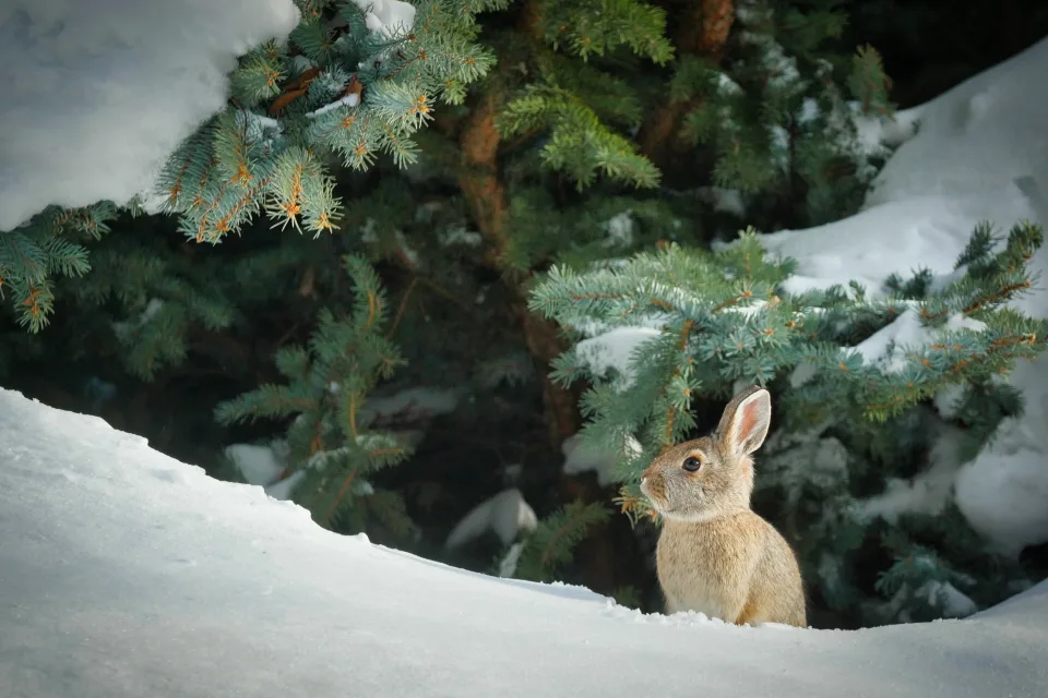 Wilder grauer Hase sitzt unter grünen Tanne im Winter