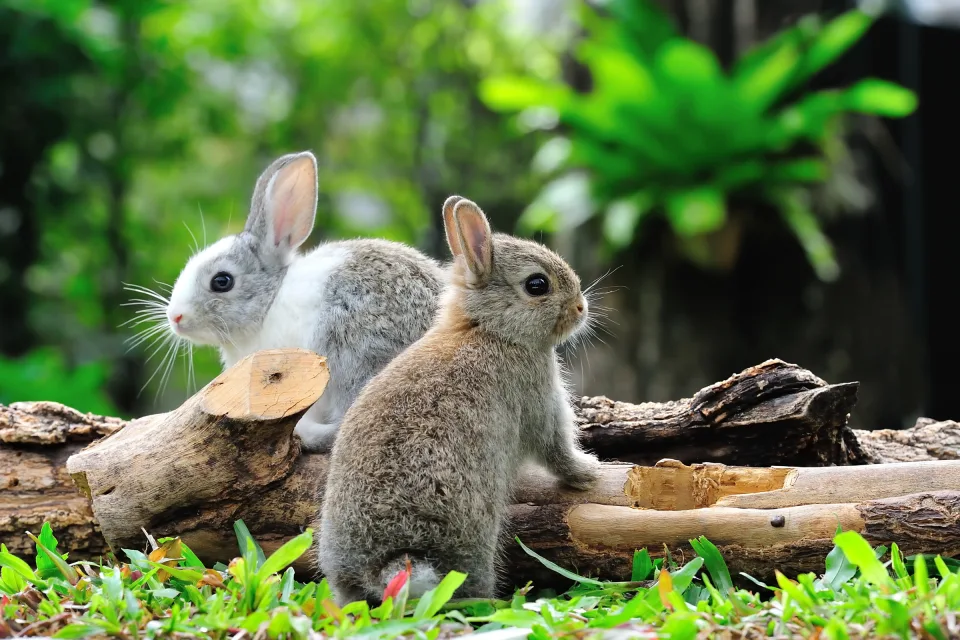 Zwei Kaninchen im Wald bei Baum