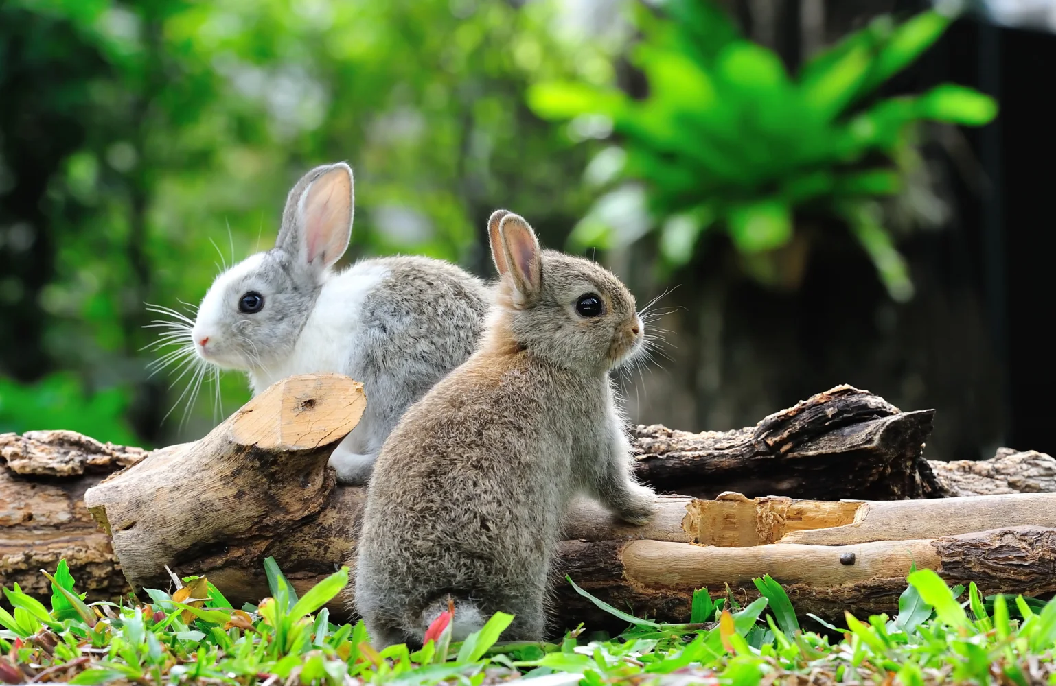 Zwei Kaninchen im Wald bei Baum