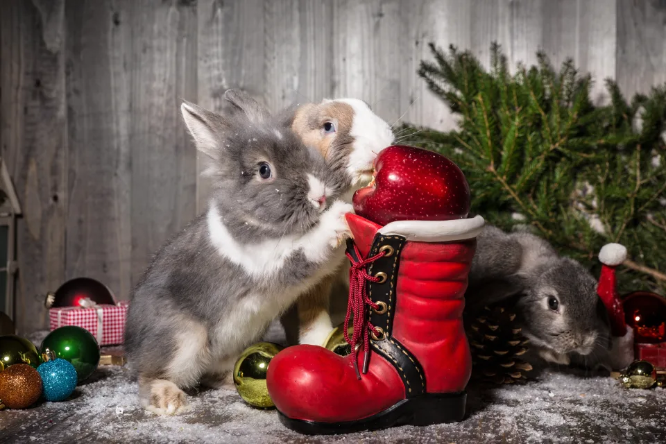 Zwei Kaninchen mit und Tanne