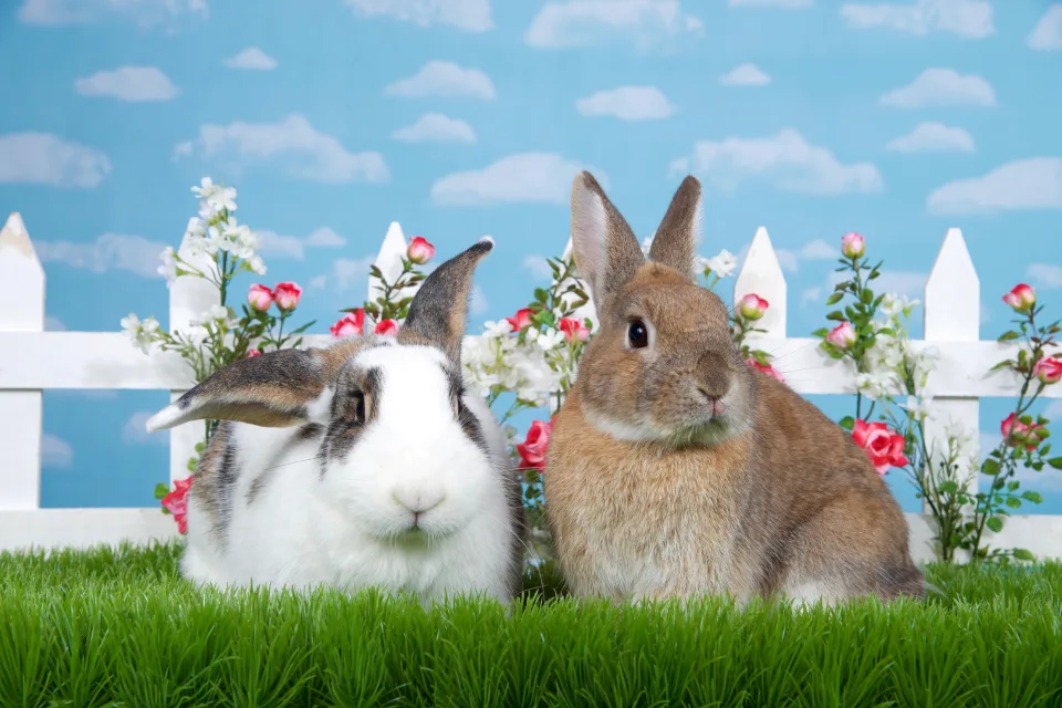 Zwei dekorativen Kaninchen auf grünem Gras