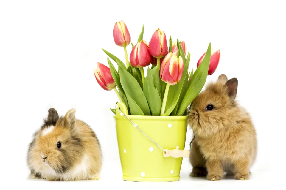 Zwei dekorativen Kaninchen mit einem Tulpenstrauß vor weißem Hintergrund